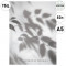 ЗАПИСНАЯ КНИЖКА. А5 80л., ТЕНЬ ЛИСТЬЕВ (80-9406) (перепл. 7БЦ, глянц.лам., цвет.мелов.обл.)