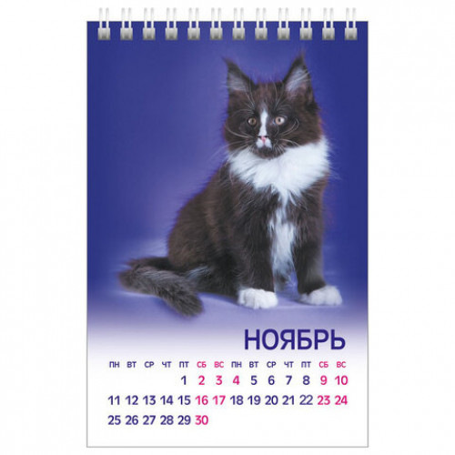 Календарь-домик настольный на гребне на 2024 г., 105х160 мм, вертикальный, МУРчат Коты, HATBER, 12КД6гр_28412