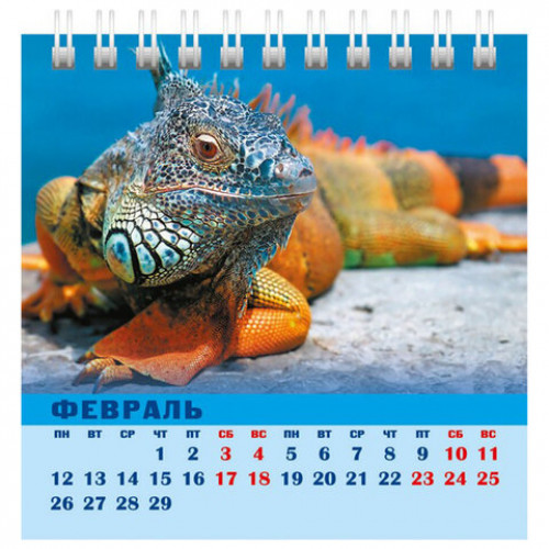 Календарь-домик настольный на гребне на 2024 г., 101х101 мм, Год Дракона, HATBER, 12КД6гр_29026