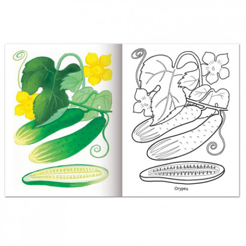 Книжка-раскраска А5, 8 л., HATBER, Первые уроки, Овощи, 8Рц5 03065, R002330