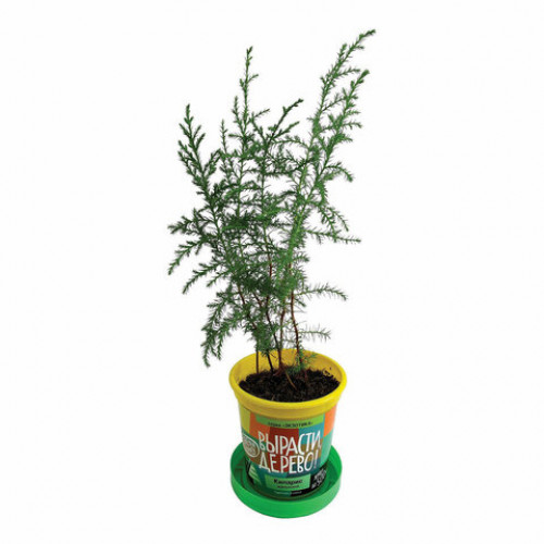 Набор для выращивания растений ВЫРАСТИ ДЕРЕВО! Кипарис Аризонский (банка, грунт, семена), zk-056