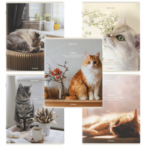 Тетради ДЭК А5 48 л. КОМПЛЕКТ 5 шт. BRAUBERG, клетка, матовая ламинация, Cats, 404673