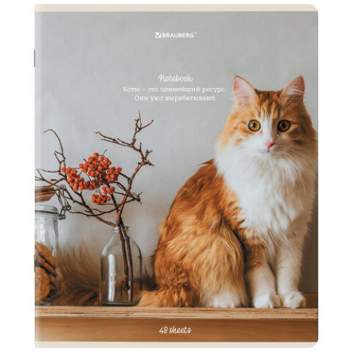 Тетради ДЭК А5 48 л. КОМПЛЕКТ 5 шт. BRAUBERG, клетка, матовая ламинация, Cats, 404673