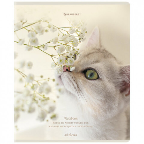 Тетради ДЭК А5 48 л. КОМПЛЕКТ 5 шт. BRAUBERG, клетка, матовая ламинация, Cats, 404673