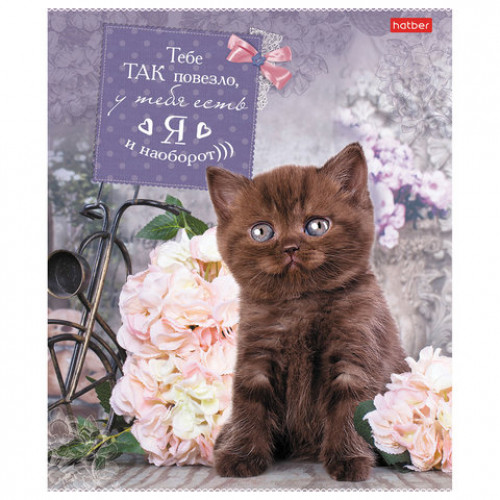 Тетрадь А5, 40 л., HATBER, скоба, клетка, обложка картон, Без кота - жизнь не та (5 видов), 40Т5В1