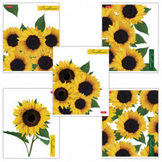 Тетрадь А5 80 л. HATBER скоба, клетка, глянцевая ламинация, SUNFLOWERS (5 видов), 80Т5лВ1 Тетрадь А5 80 л. HATBER скоба, клетка, глянцевая ламинация, SUNFLOWERS (5 видов), 80Т5лВ1